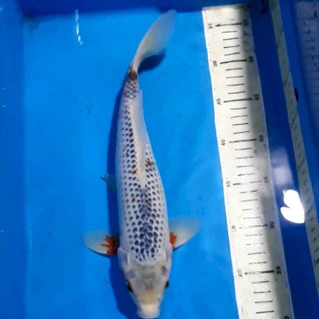 ASHAGI 34 CM