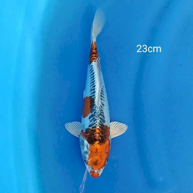 Kujaku doitsu 23cm