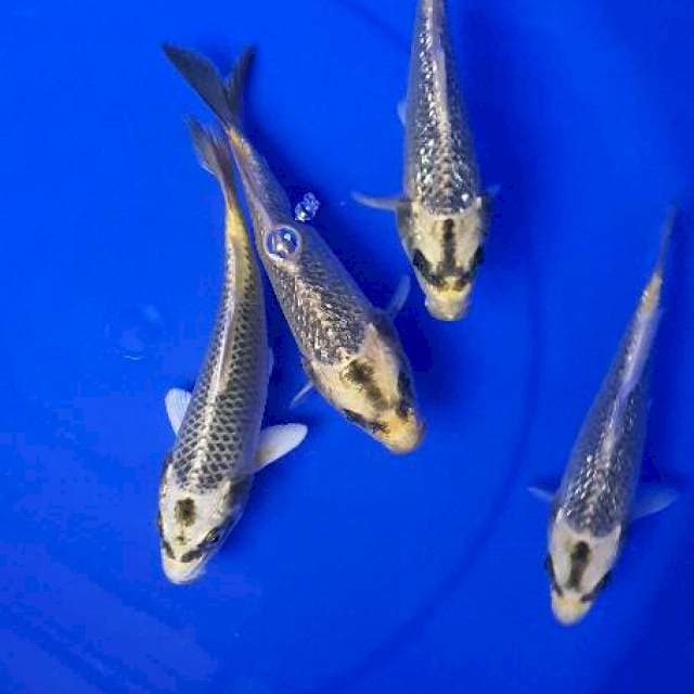 Mukashi Ogon