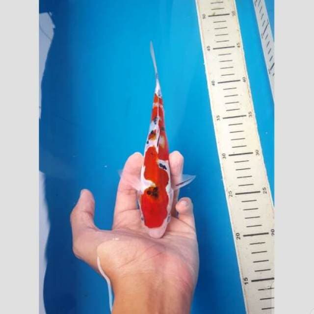 sanke pola uler 25cm