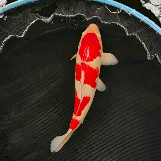 Kohaku import serti