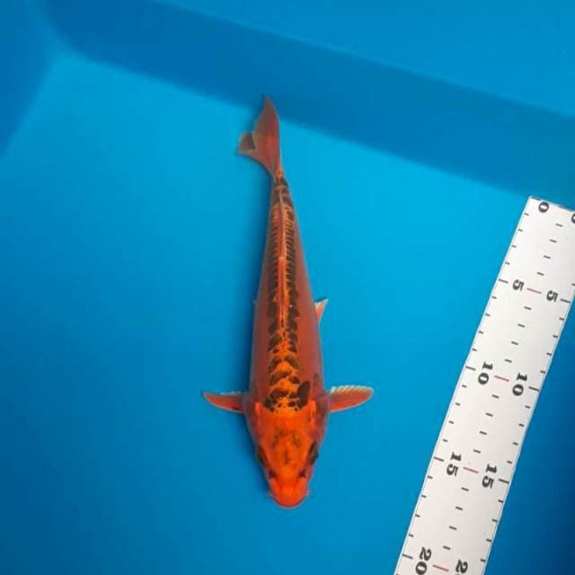 Mizuo 25cm