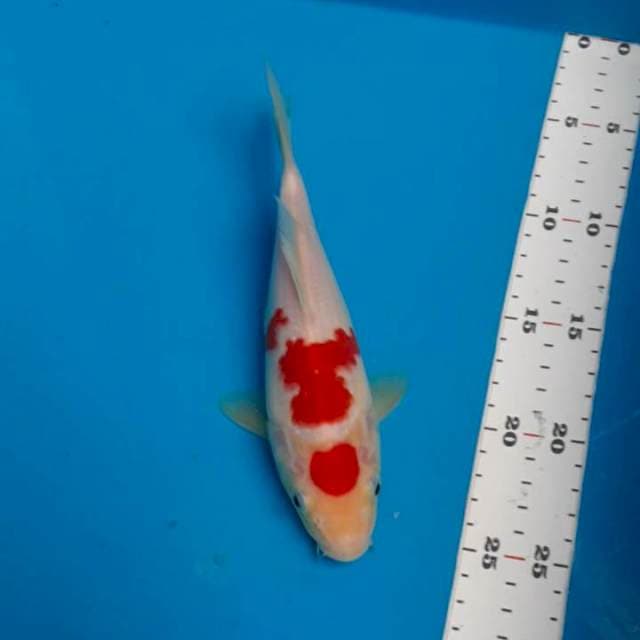 Kohaku short body 20cm