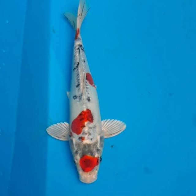 Kujaku doitsu 25cm