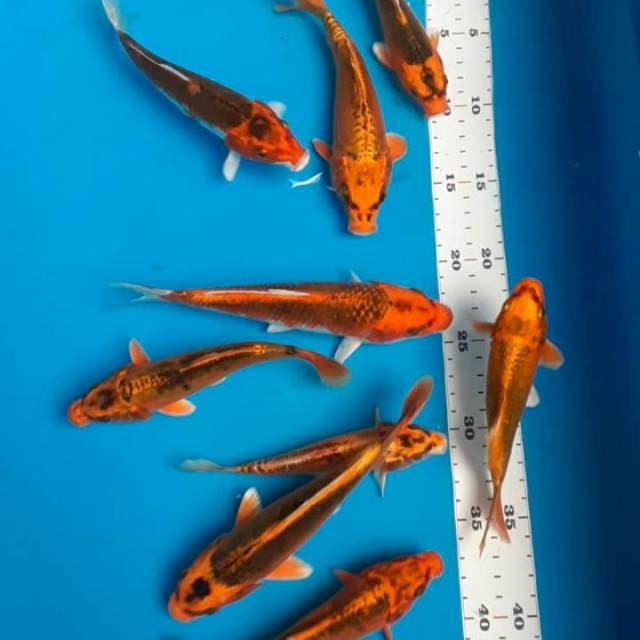 Mix 14-17cm