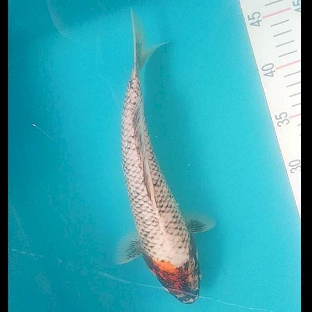 Beni Matsukawabake 27cm