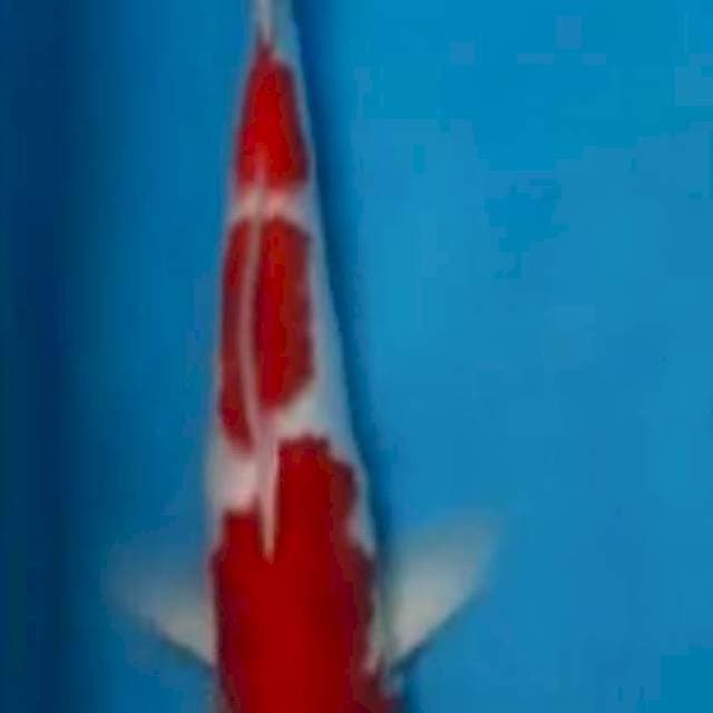 Kohaku 3 Step Murni