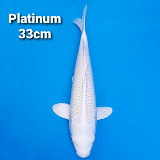 Platinum show white 33cm
