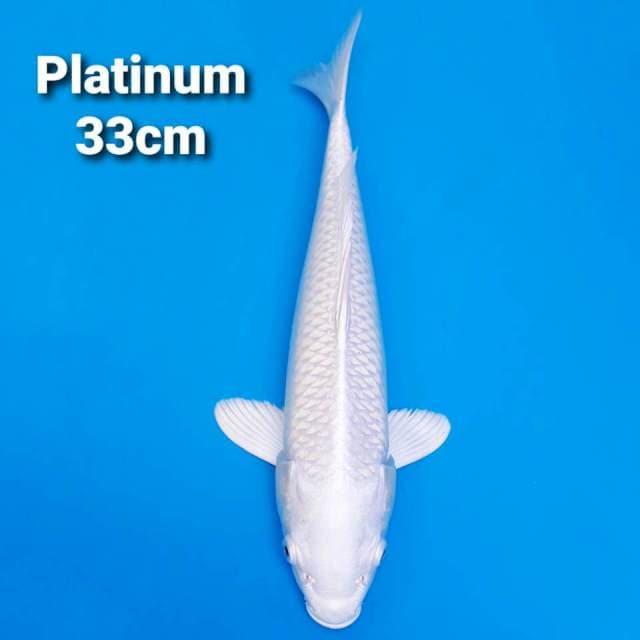 Platinum sbow white 33cm