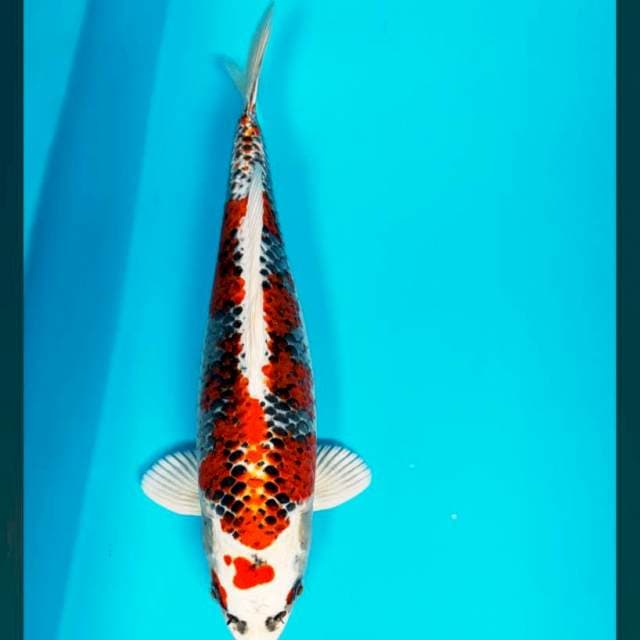 Good kujaku 34cm male