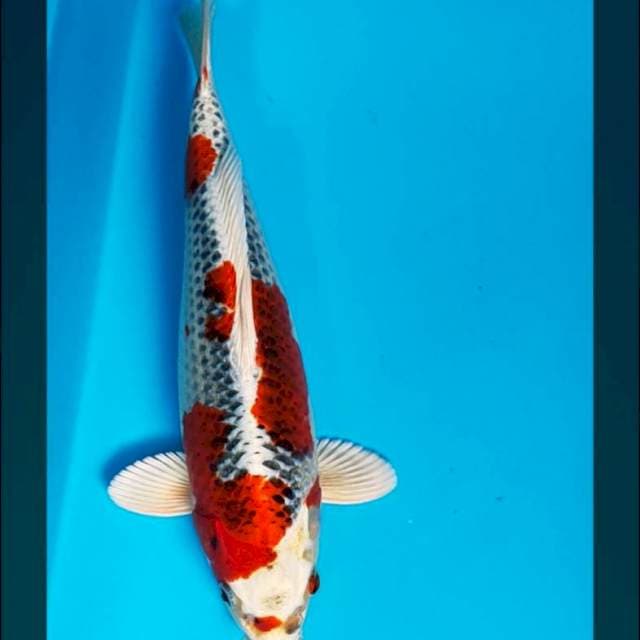 Super red kujaku 32cm male