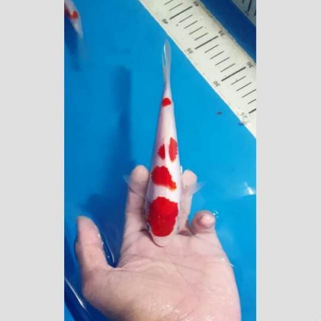 kohaku 4step merah darah putih susu 25cm