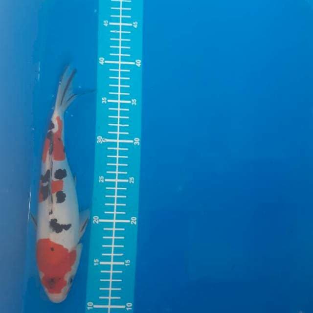 Sanke doitsu 29cm