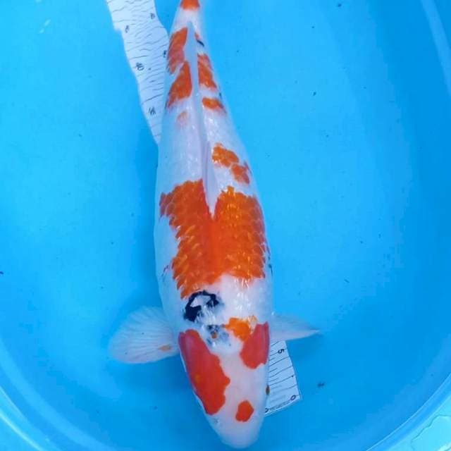 Perawan 58cm