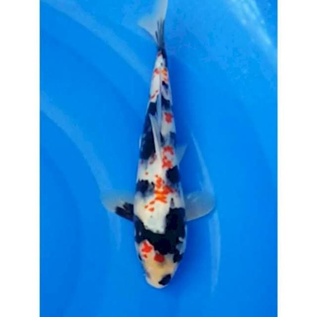 Kanoko Showa Antik Original 25cm (M)