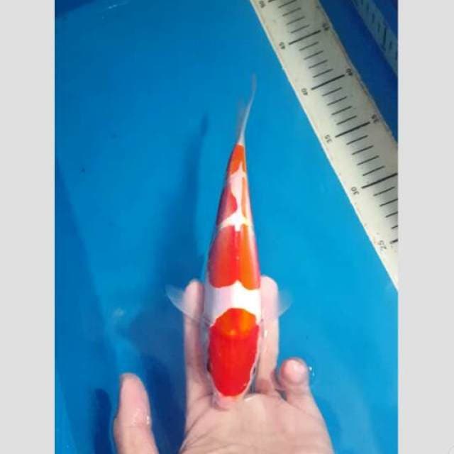 kohaku doit 4step 25cm
