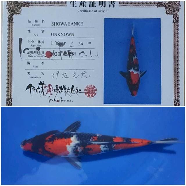 Showa isa 37cm ๐ฏ๐ต