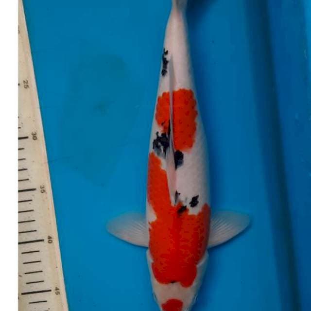 Sanke 35cm