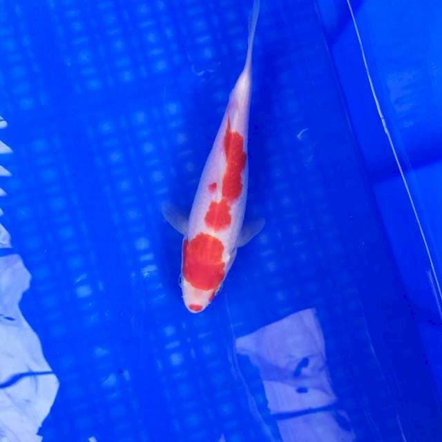 Kohaku Kuchibeni Original 20cm