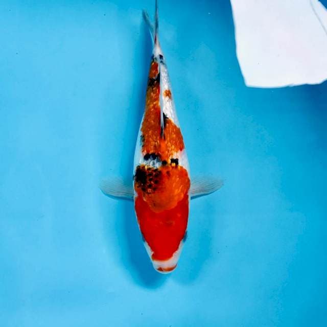 SB Sanke Ginrin, 22 cm