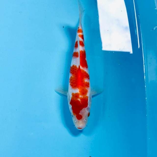 Kohaku, 20 cm