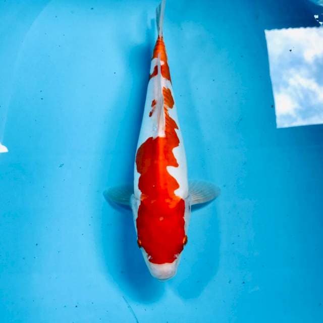 Kohaku Doitsu, 29 cm