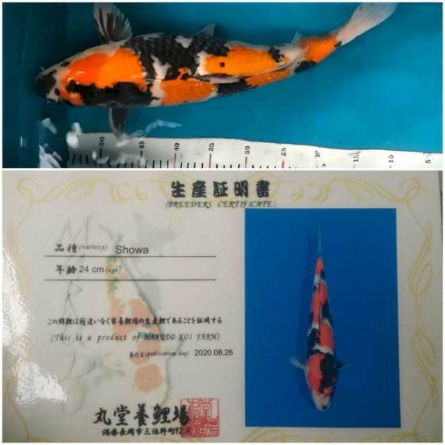 Jumbo Showa Marudo 48Cm