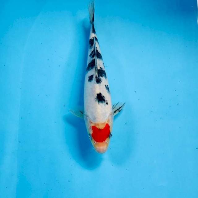 Tancho Sanke, 19 cm