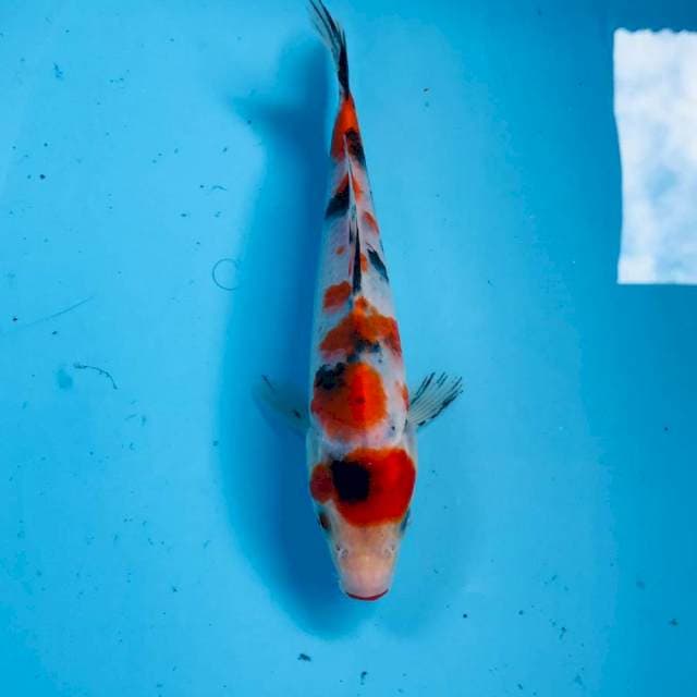 Sanke, 20 cm
