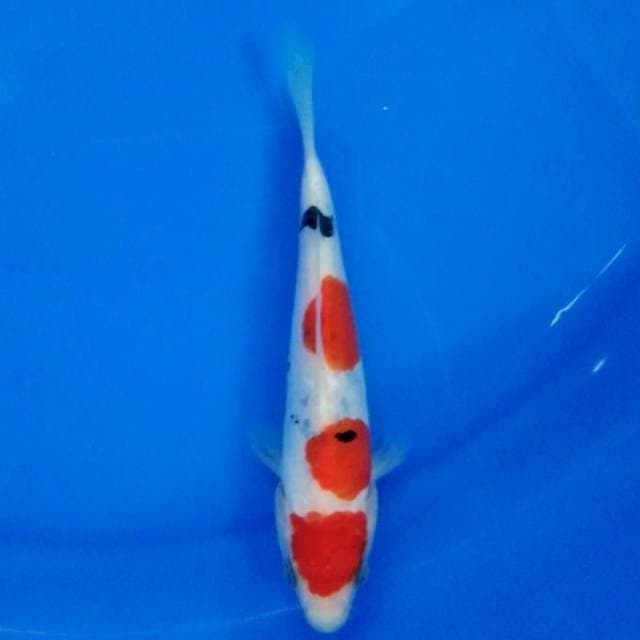 Original Sanke Doitsu 20bu