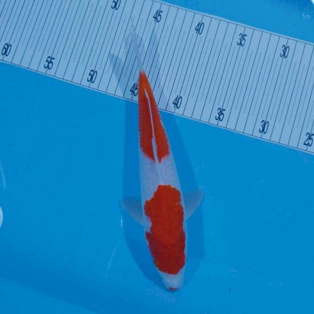 Kohaku