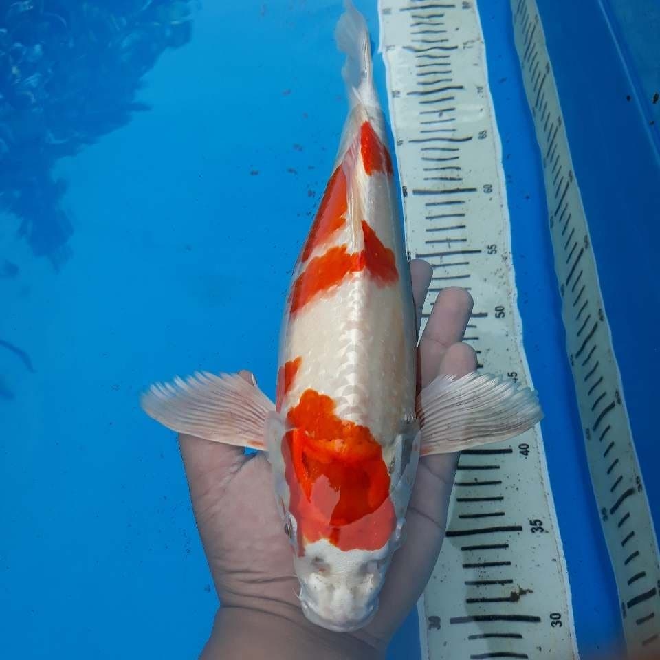 KOHAKU HIKARI UNIQ