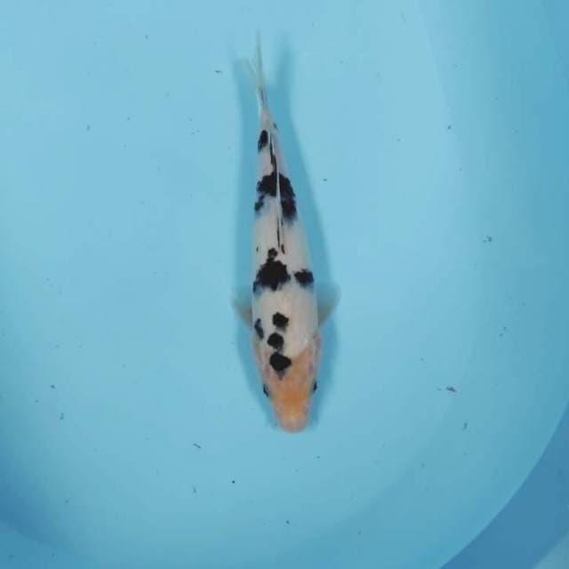 BEKKO TUTUL