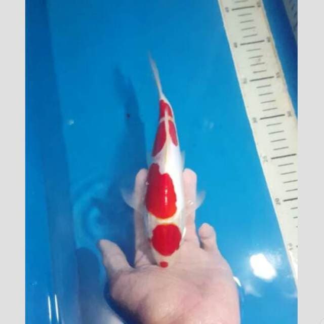 cabe pedezz merah darah pekad 25cm