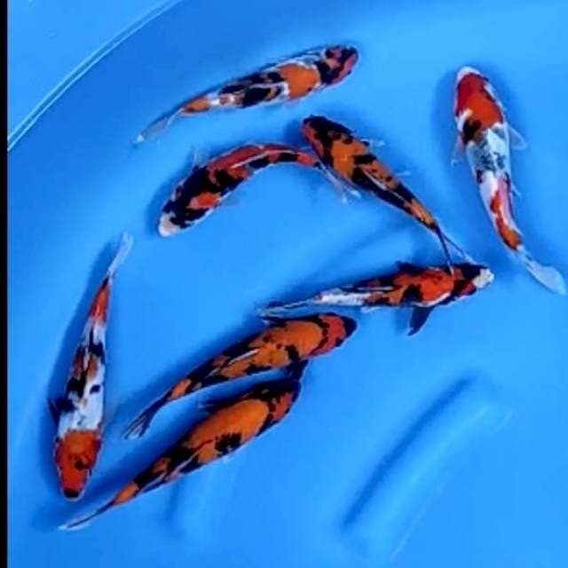8 EKOR SHOWA # 18-20CM