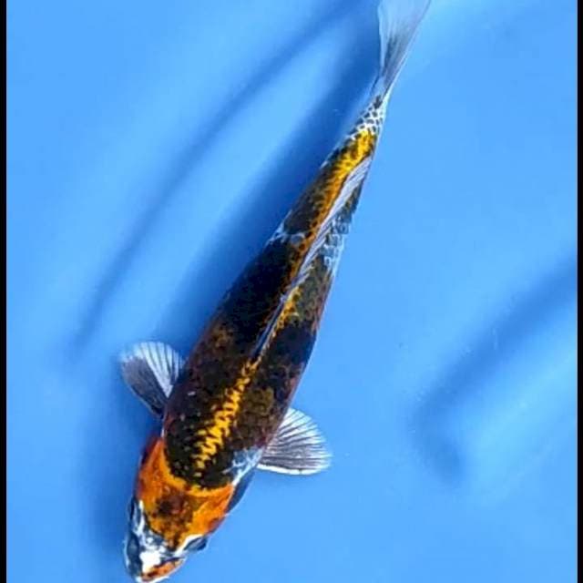 KAWARIMONO # 24CM MALE