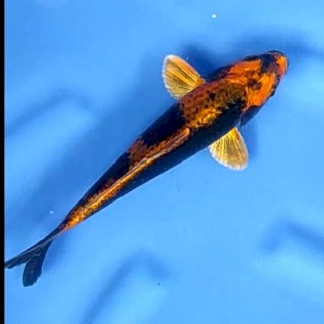 UTSURI UNIK # 25CM