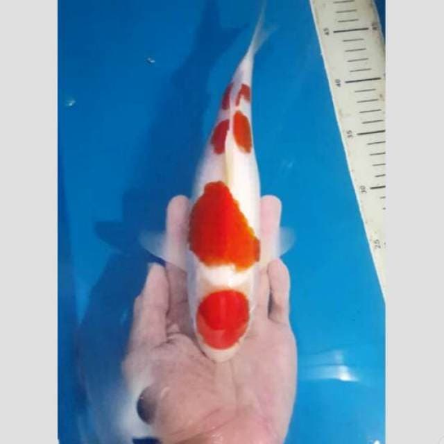 super original kohaku 4step