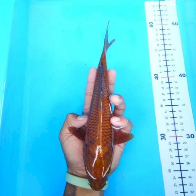 Cagoi tembaga