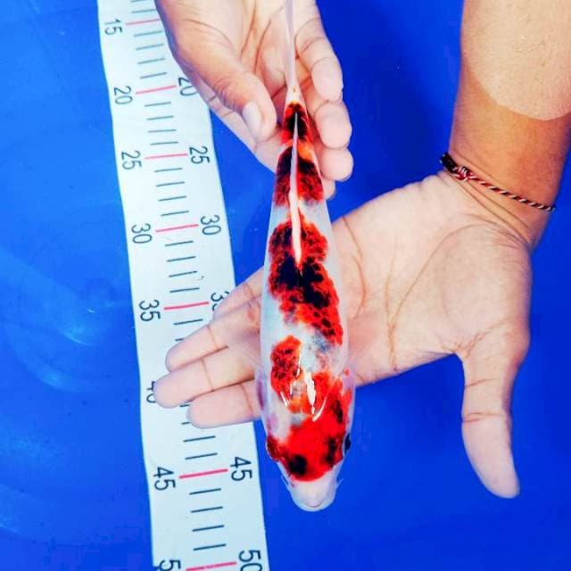 Goromo 26cm