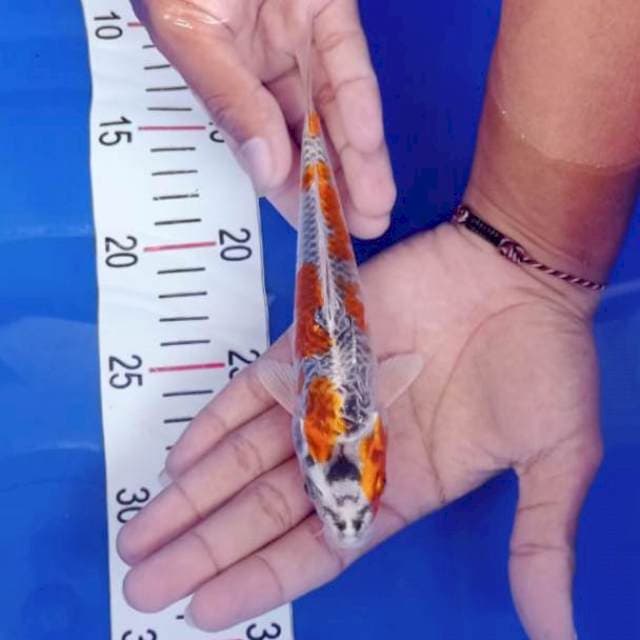 Kujaku 20cm