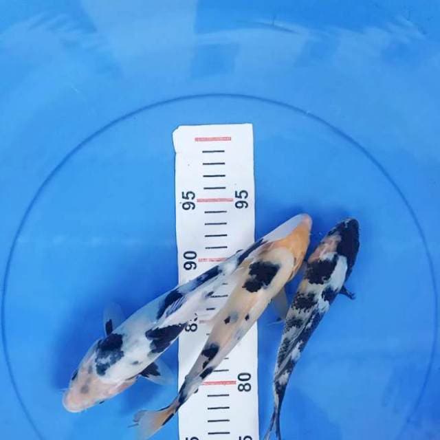 Shiro 20-24cm