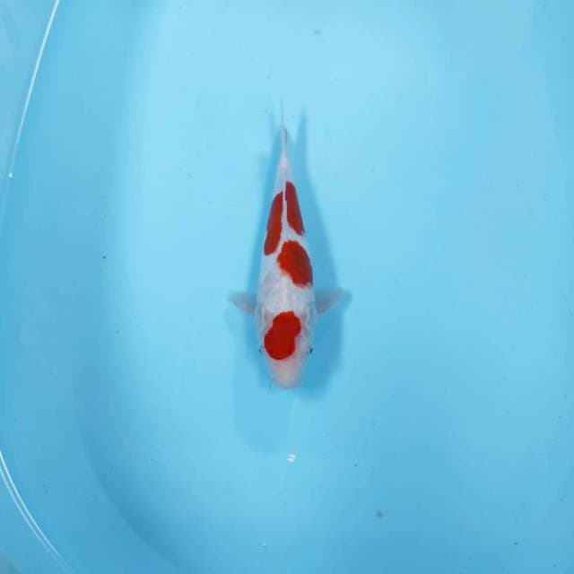 KOHAKU CEPLOK