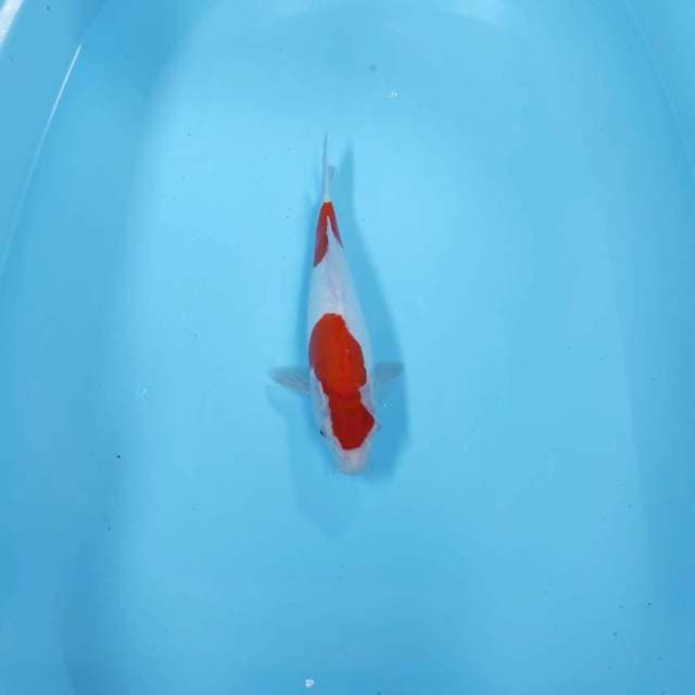 KOHAKU STEP 2