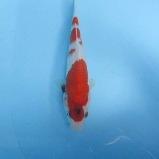 Showa 22cm