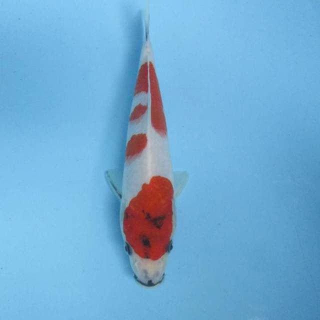 Showa 23cm