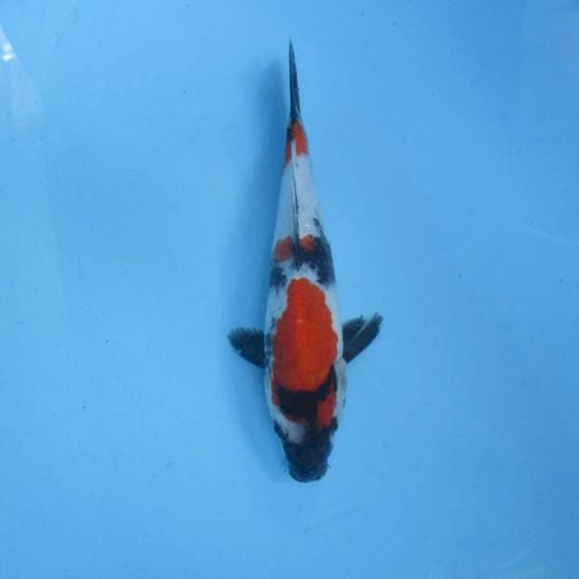 Showa 23cm