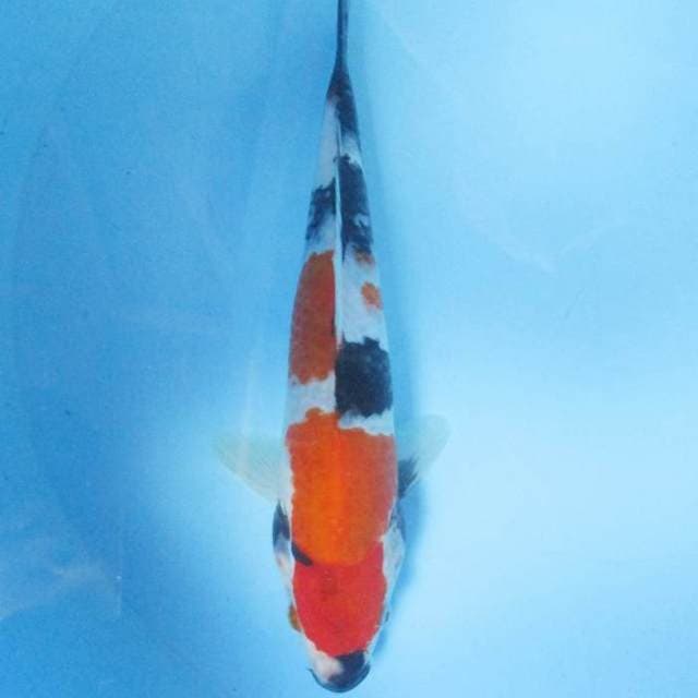 Showa 25cm