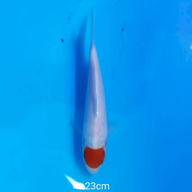TANCHO SQ 23CM
