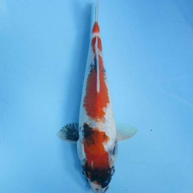 Showa, 28 cm